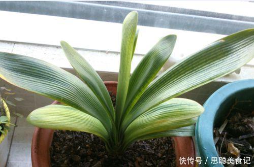 君子兰是多晒好，还是少晒好？很多人弄反了，难怪黄叶不开花