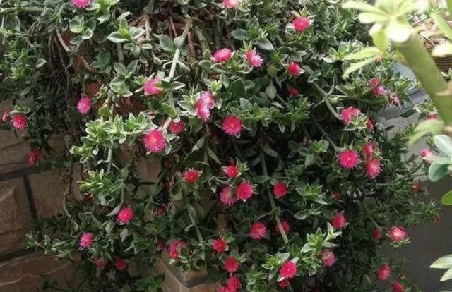 养花是一门学问跟着学3个妙招，花草分分钟爆满盆