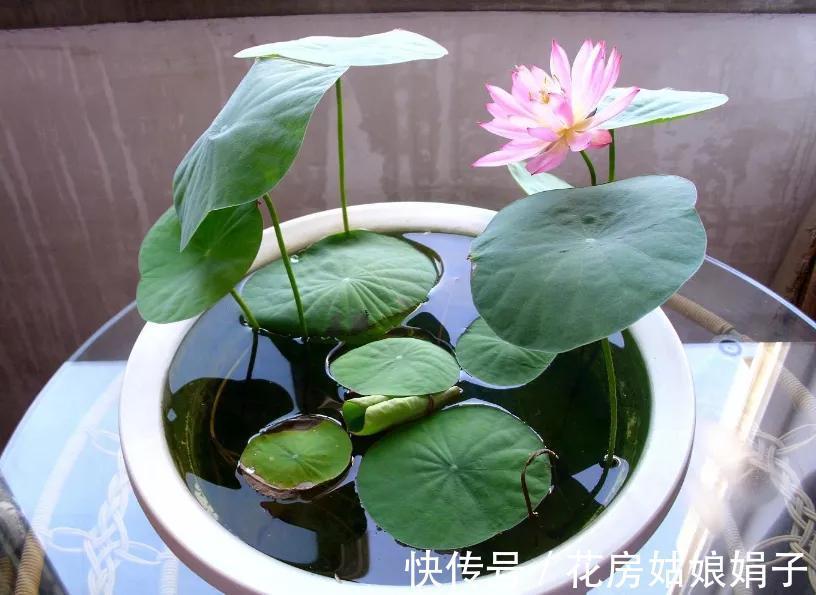 养分|葳蕤俏丽如碗莲,为何只长叶不开花?为你揭开8个不开花的原因