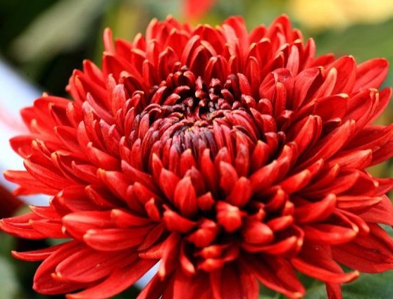 新手|新手养护花卉,就养比牡丹好养,比菊花富贵的花卉,一开150天!