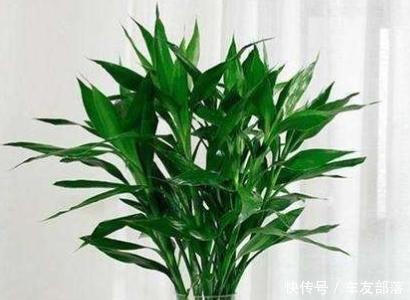 富贵竹最喜欢这些“东西”,花几块钱买一点,比阿司匹林靠谱多了