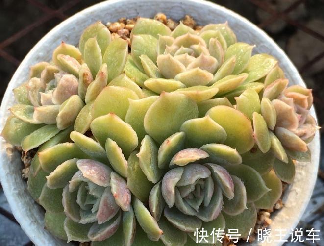 好看好养,度夏无忧,能够养出自信的十款多肉植物推荐