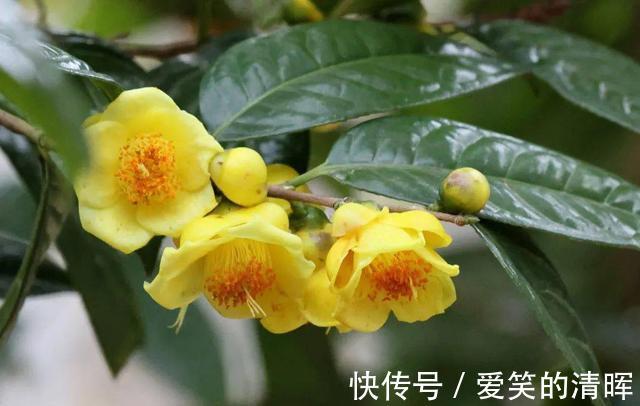 花卉|此花诞生于“恐龙”时期,通体金黄,芳香四溢,有钱都买不到