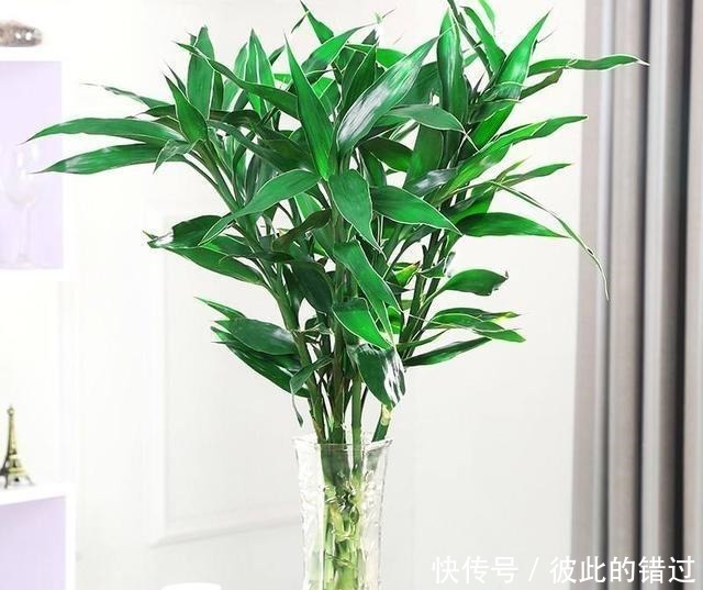 富贵竹黄叶、不生根10天一滴“酸水”扭转乾坤,叶子翠绿一倍!