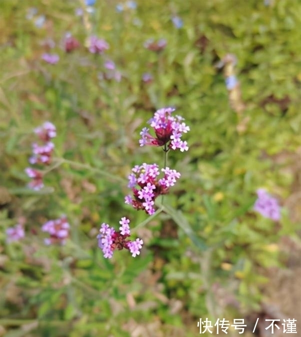 R2|「集微拆评」坚果R2评测：旗舰配置加独有功能，手机更好用了