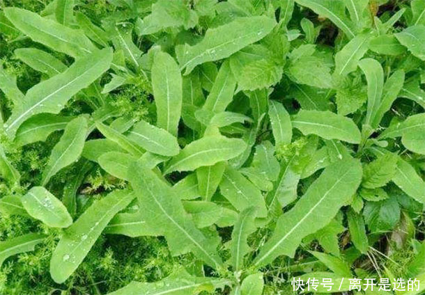 春天野地里的“不老药”,4种野菜换着吃,防衰祛病抗癌更长寿