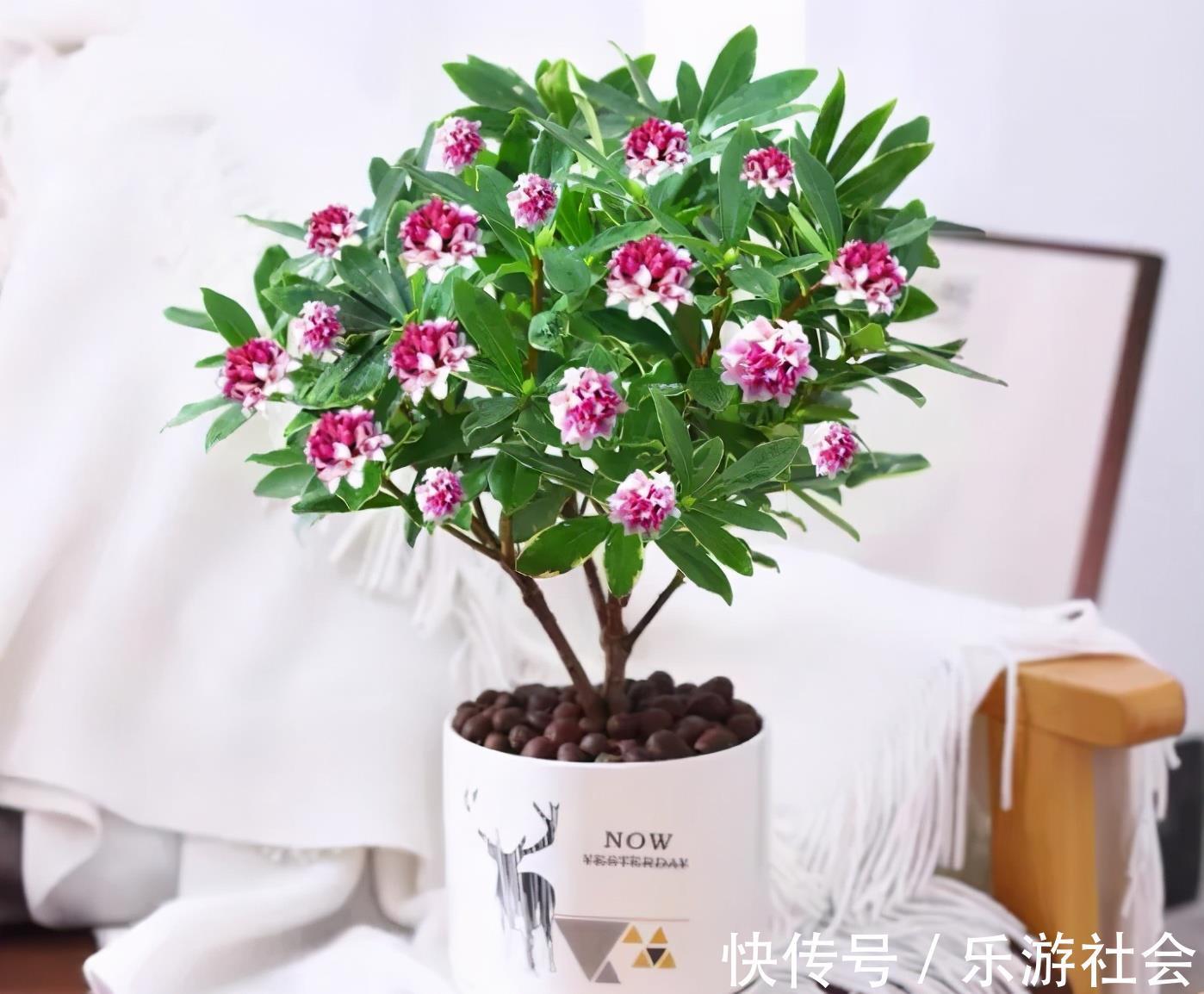 金边瑞香|养花六年,4种花一直不舍得扔,我有喜欢它们的理由