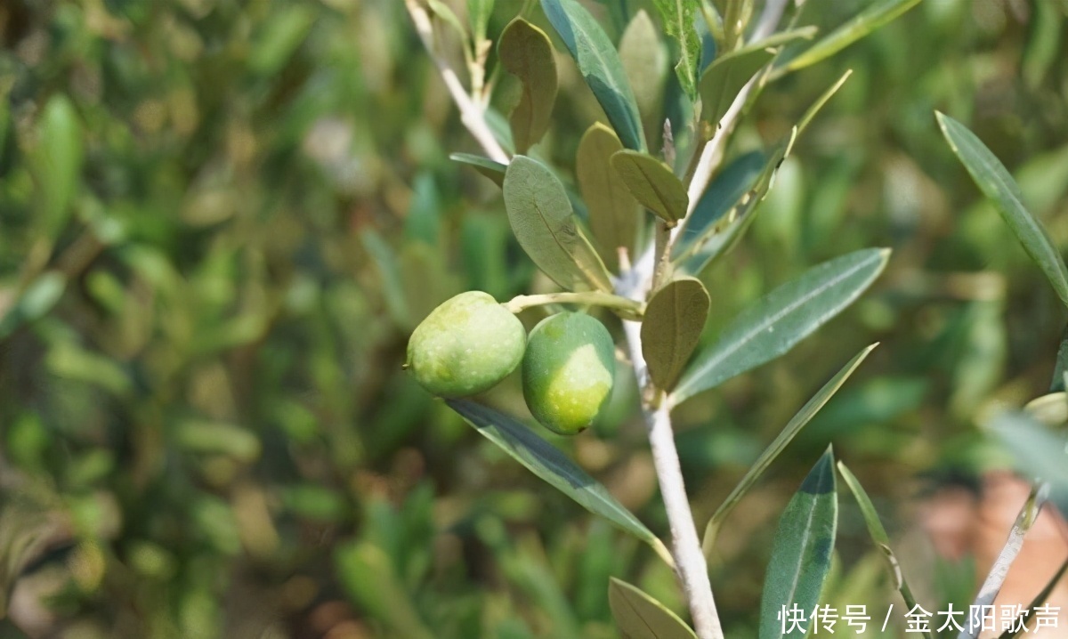 春天注意飲食，常吃3種食物，清熱排毒，刮油清脂，消除疲勞