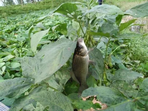 天气越来越冷，用蚯蚓钓鱼，多一个小步骤事半功倍