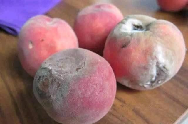 烂桃子一个都不能扔,放在家里太值钱了,下次别再扔掉,学学