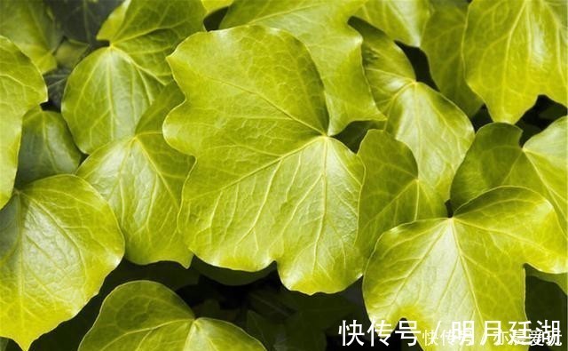 吊兰|卧室就养4种花,“养人”又养气,不是没有道理