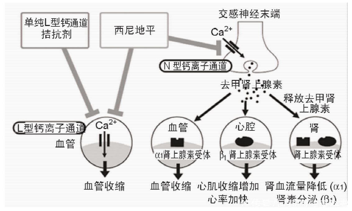  降压|西尼地平，双重阻滞钙通道，长效降压不影响心率，有效保护肾功能