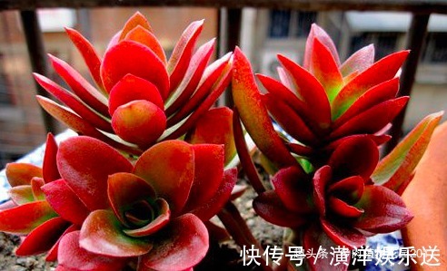 珍珠岩|火祭生长速度较快，一定进行这个操作