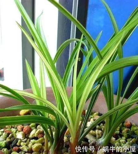 浇水|养兰花，不能太“娇惯”，像这样给它点“危机感”，开花香又多