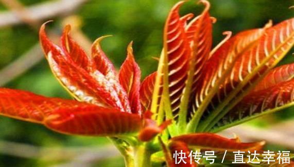 妇科病|30岁女性若是常吃4物，可排出体内毒素，让子宫洁净，预防妇科病