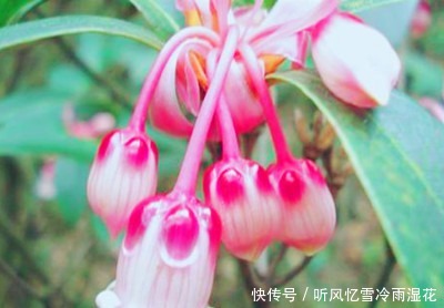 会发光、会放电、会唱歌的花,带你走进花的世界