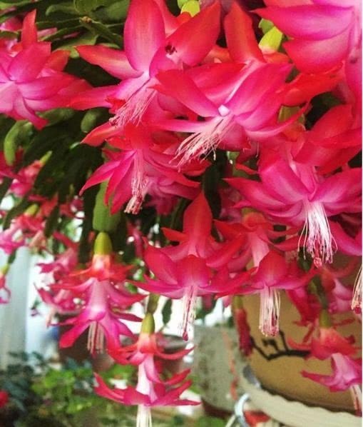 想让“蟹爪兰”开花不断，现在就做好“4点”，秋天一次开爆盆！