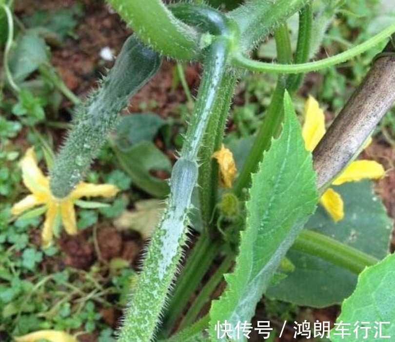 阳台种上4种菜,漂亮又好养,随吃随摘,天天都有新鲜菜!