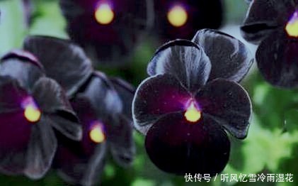 会发光、会放电、会唱歌的花，带你走进花的世界