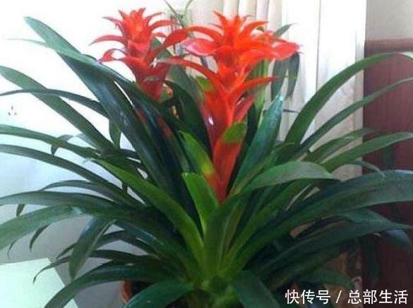 家里就养4种花,要型有型,要香有香,阳台开花变温馨小花园