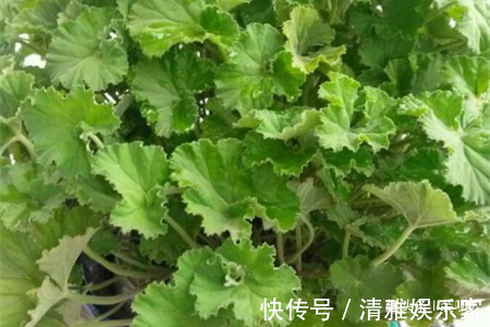 养花|喜欢养花,不如养盆扒拉香花,郁郁葱葱,清新悦目,还可美容养颜