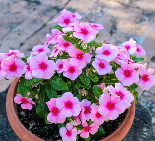 此花开花勤快，仙气十足，天天有花赏，是家庭盆栽佳品！