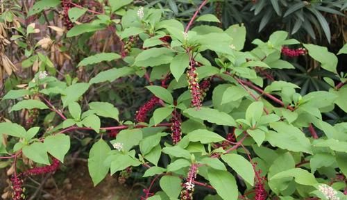 结紫红色果子的植物