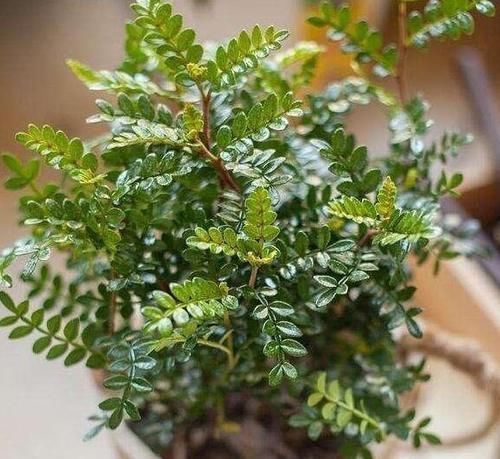 夏季飞蚊惹人讨厌,该怎么办盆栽上它们不用驱蚊药就能驱蚊