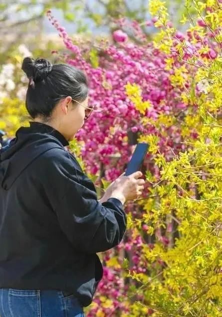 正是一年春好处 又见一村梨花开