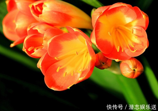 烂根|新手养君子兰,浇水记住“1句话”,不怕烂根,叶片更绿