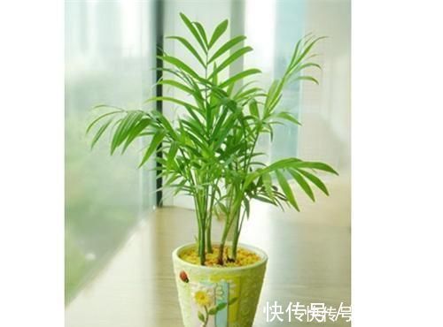 孔雀竹芋|家里不够向阳，想养花怕养不好，那这几种花值得入手