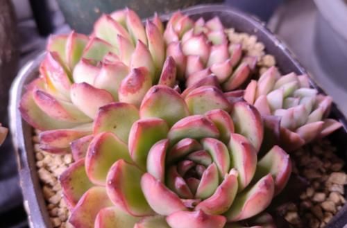 冬天|多肉宝丽安娜长期带红边,冬天稍微晒一下太阳叶片血红,你不养一棵吗?