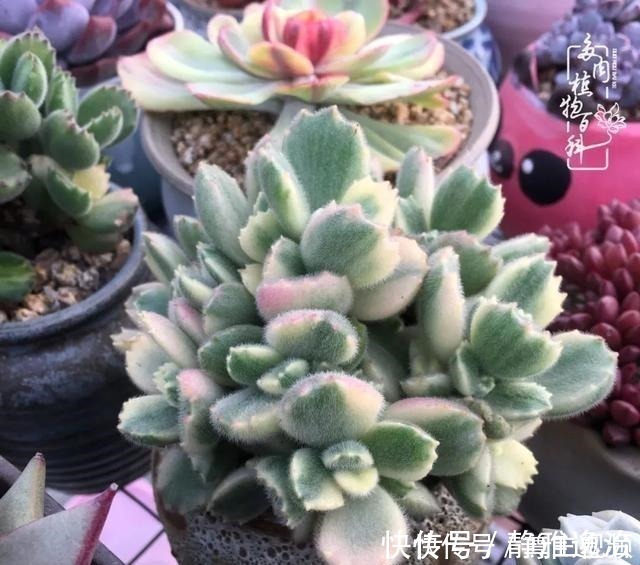 静夜|养多肉三年多,初见惊鸿!累并快乐着!养多肉三年多,初见惊鸿!累并快乐着!