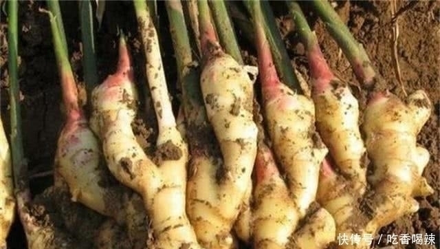 益胃|坚持用生姜敷肚脐,3件好事或许会“悄悄来临”,早知早受益