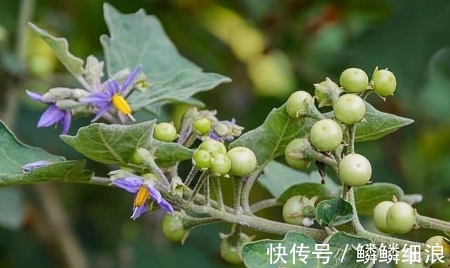 癌症|龙葵能用于治疗癌症吗?看看肿瘤科医生怎么说