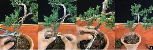 风动式的真柏盆景婀娜多姿，撩得我手定要上手一试！