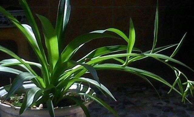 7月开始,4种花就怕“晒太阳”,想要叶色翠绿,这些细节你知道吗