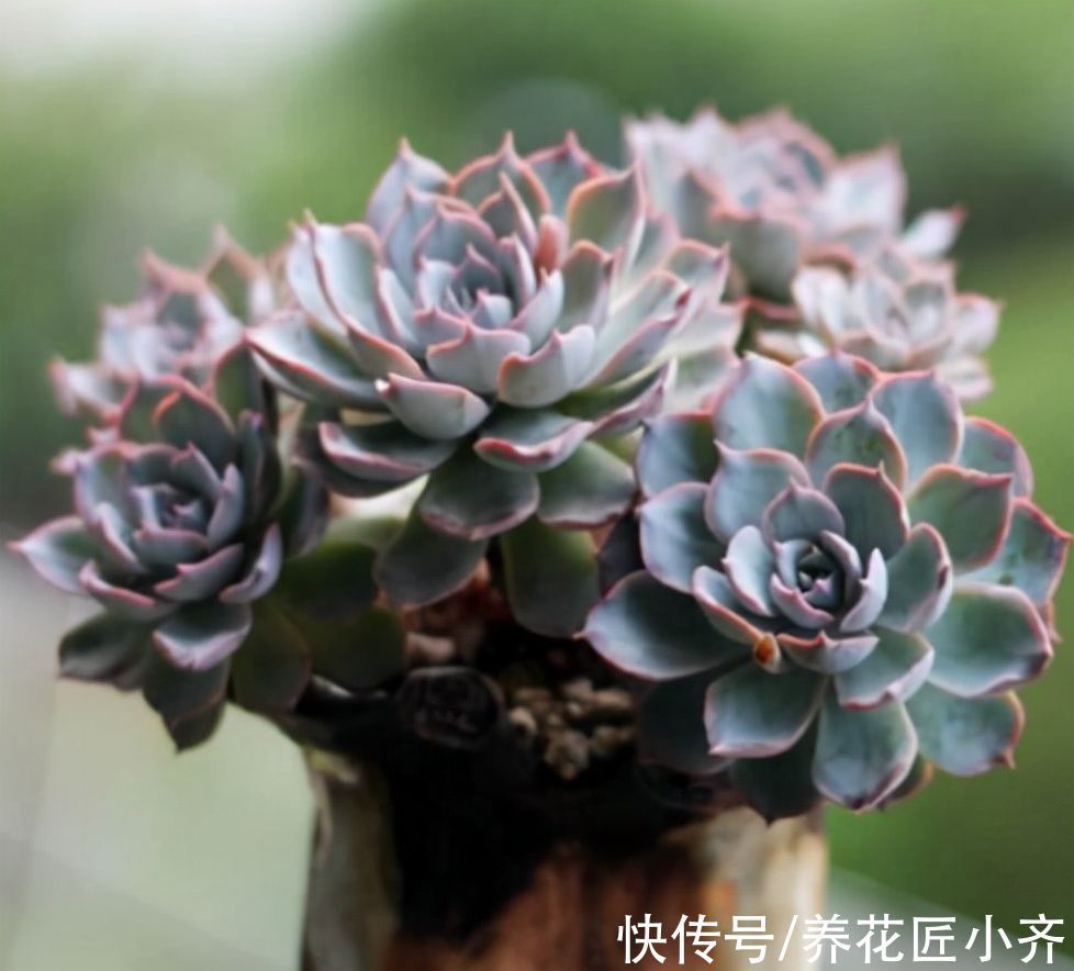 花盆|多肉植物“穿裙子”怎么办？学会一招变漂亮，后期状态美