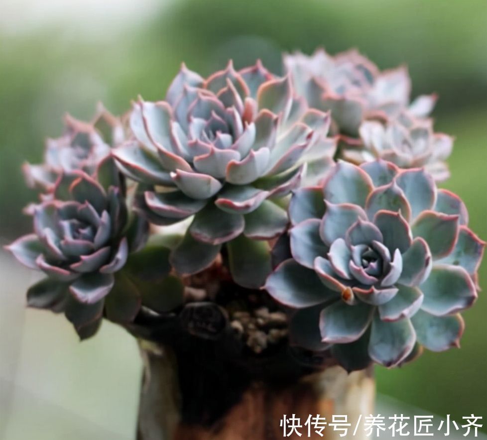 花盆|多肉植物“穿裙子”怎么办?学会一招变漂亮,后期状态美