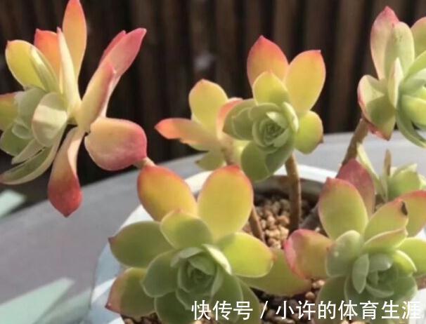 多肉薄化妆养护注意4点,叶色呈现靓丽的粉红色