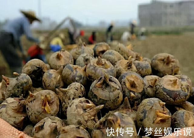 江一舟|才知道马蹄去皮这么简单！教你一招，30秒1个，干净完整不浪费