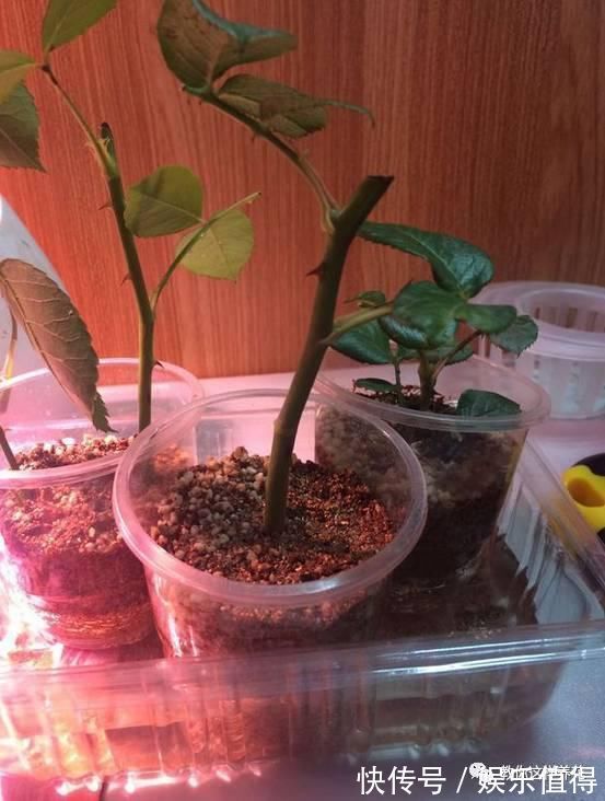 扦插|学会这种扦插法,2周生根,插什么活什么,太简单了!