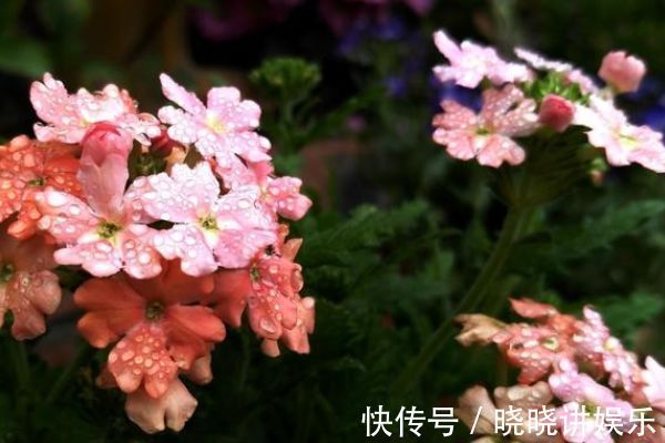 喜欢在家里养花,就养几种最受欢迎的花,开花喜庆还好养,满屋香