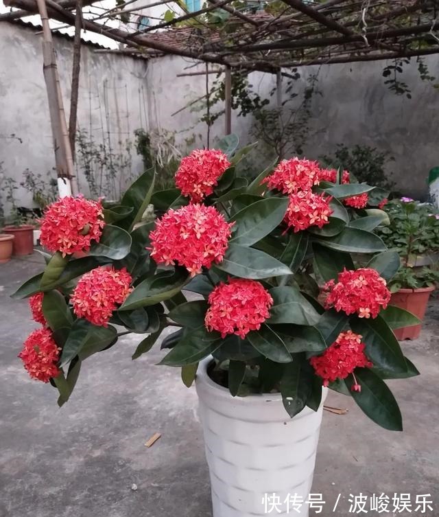 夏天|想要家里四季花开,这20种花,连续能开300天,完全不歇气