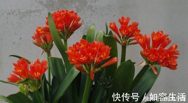 君子兰养养烂根了原来是“浇错水”惹的祸，教你浇水诀窍