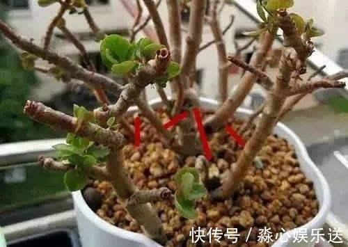 枝条|家有长寿花,还没“修剪”小心晚了时间,秋天不开花!