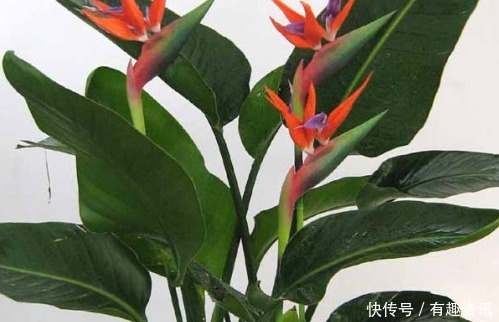 潮湿|养花高手都有这3个“好习惯”,花开更艳丽,轻松爆满盆