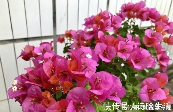 小齐|三角梅不控水依然开花爆盆，教你一个“小技巧”，开花一茬接一茬！