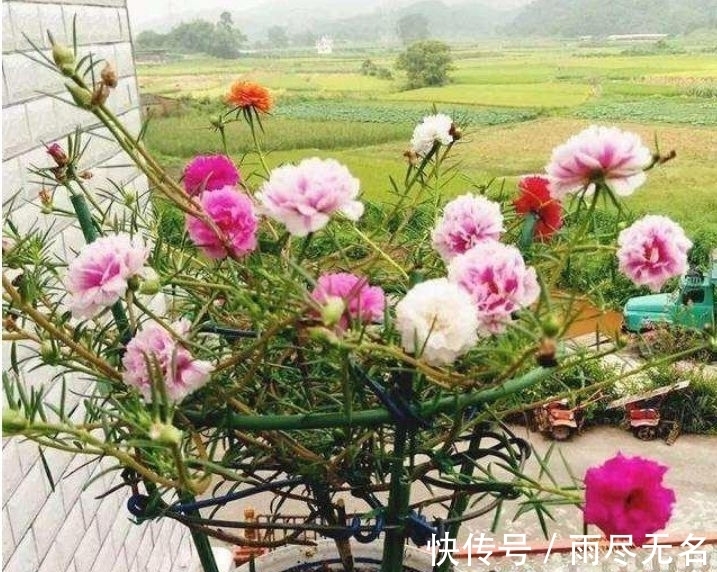 石竹花|几种花一年开花不断，开起花来拦不住，美不胜收，你养了吗