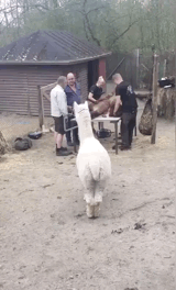 |搞笑GIF:连甩鱼竿都不会,我来教你!